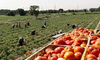 دستور وزیر جهاد برای آغاز خرید تضمینی گوجهفرنگی در استان بوشهر
